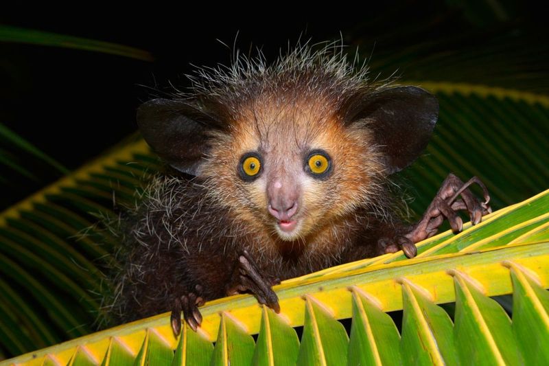 Madagascar's Andasibe-Mantadia National Park