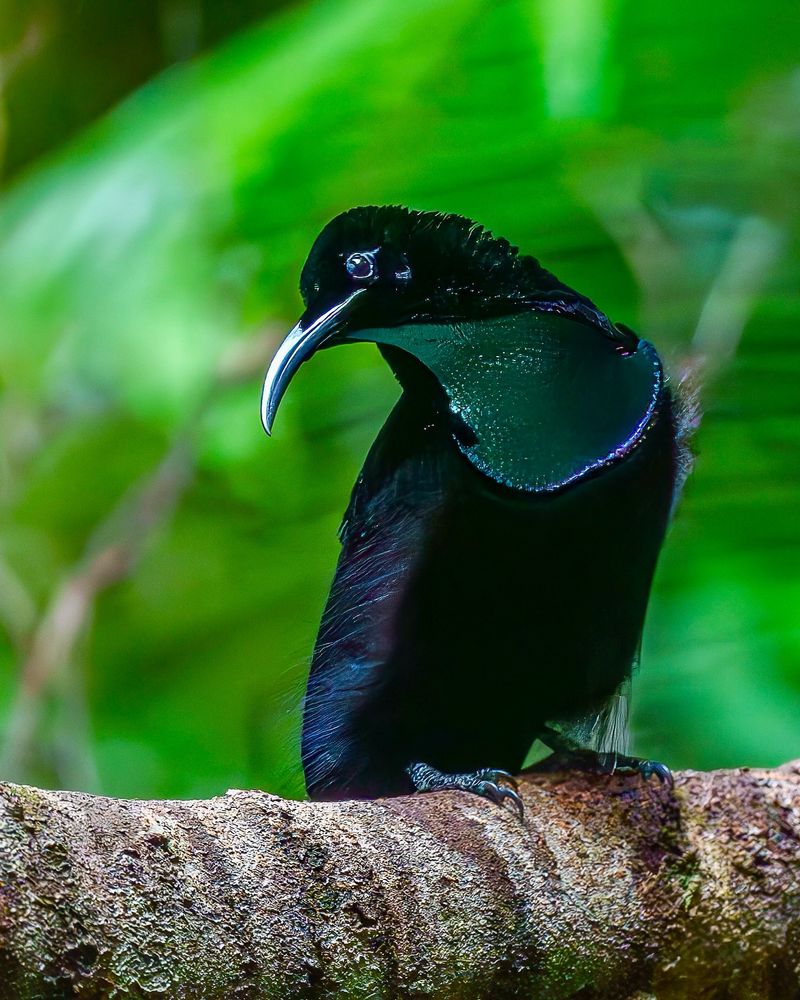 Magnificent Riflebird