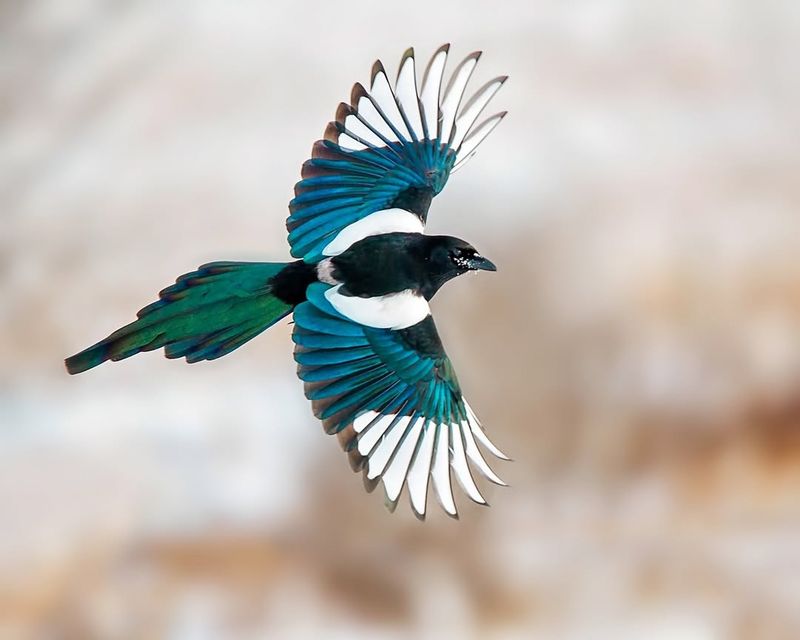 Magpie