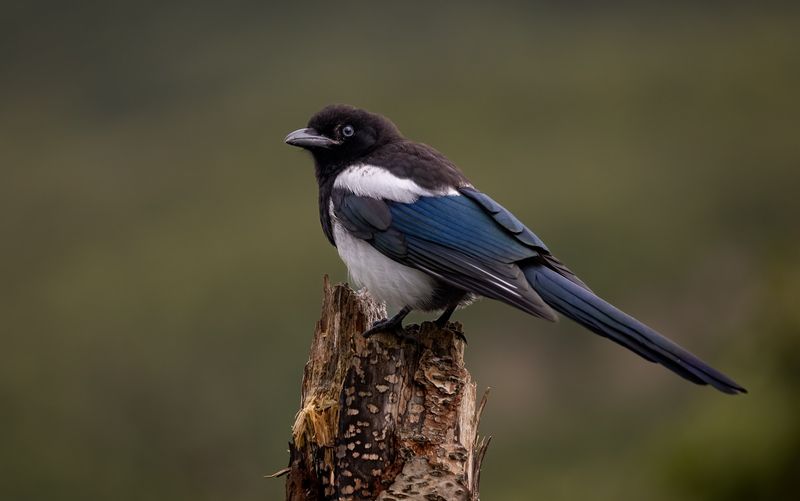 Magpie