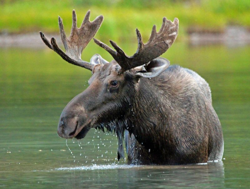 Maine's Moose