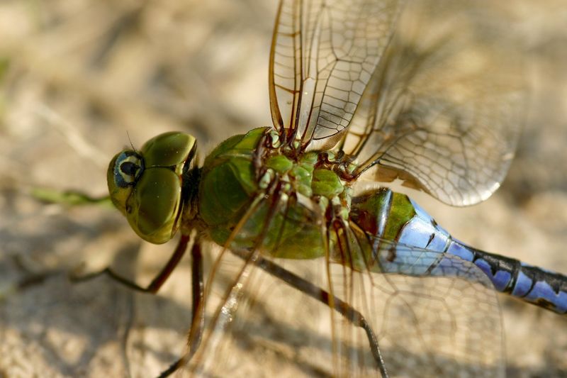 Maine's Giant Green Darner