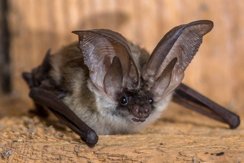 Maine's Woodland Bats