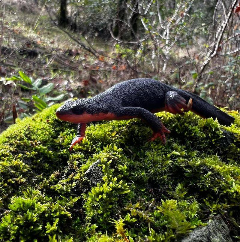 Maine's Forest Guardian: Eastern Red-backed Salamander