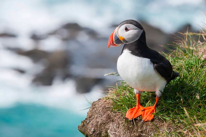 Maine: Atlantic Puffin