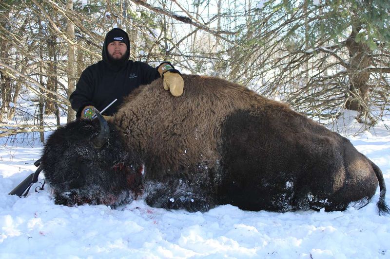 Maine Bison