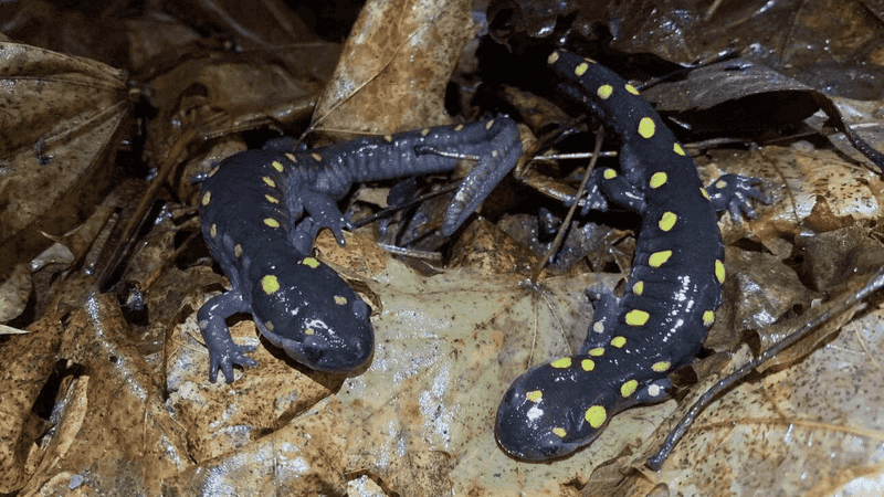 Maine Blue-spotted Salamander