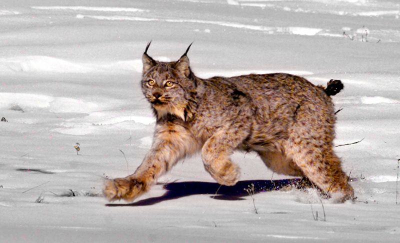 Maine - Canada Lynx