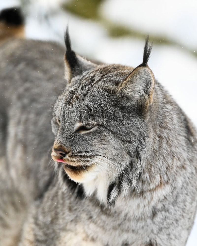 Maine - Canada Lynx