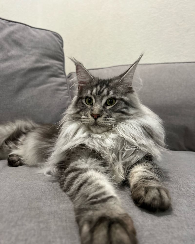 Maine Coon