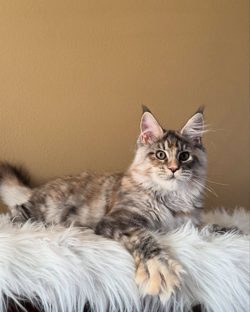 Maine Coon