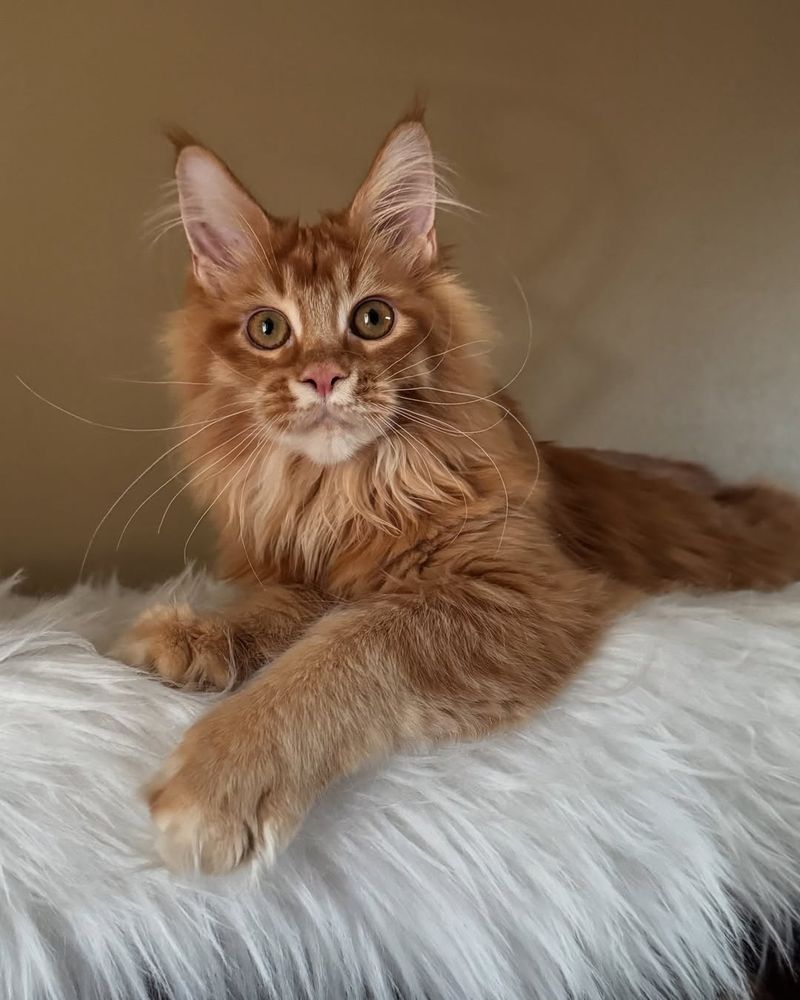 Maine Coon