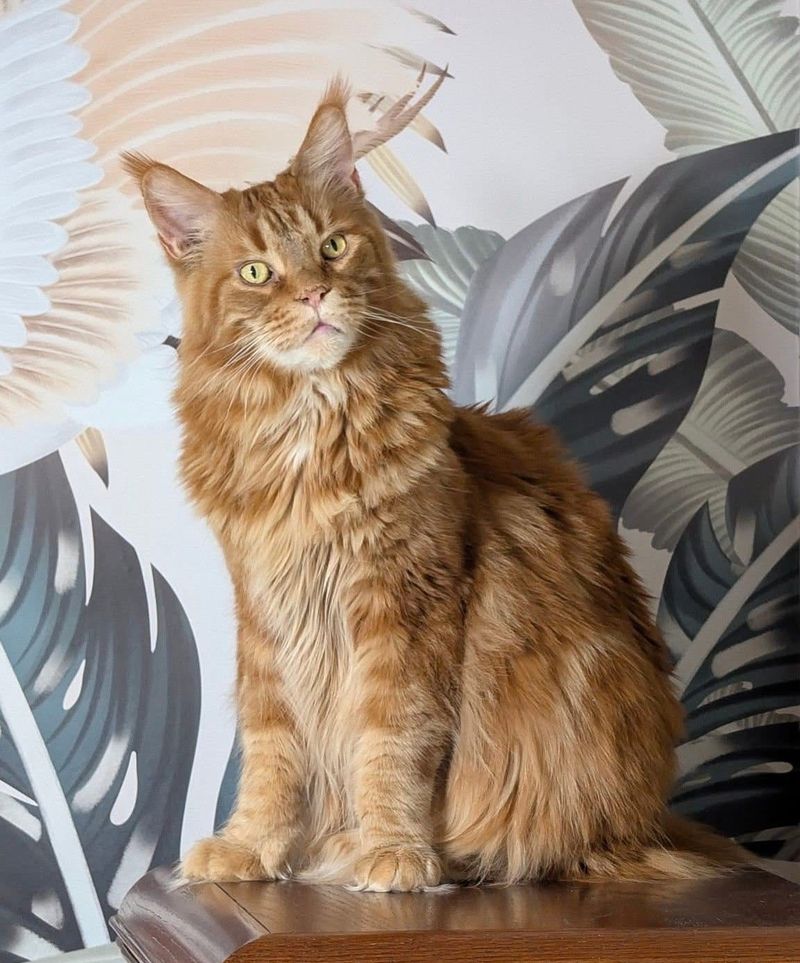 Maine Coon