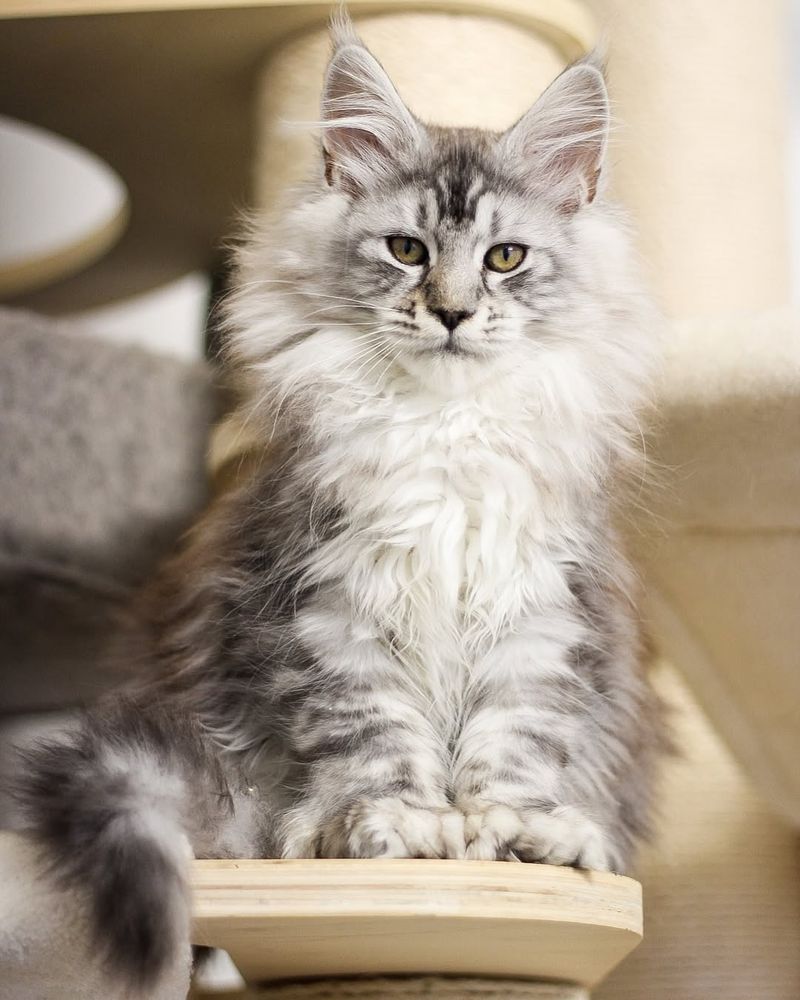 Maine Coon