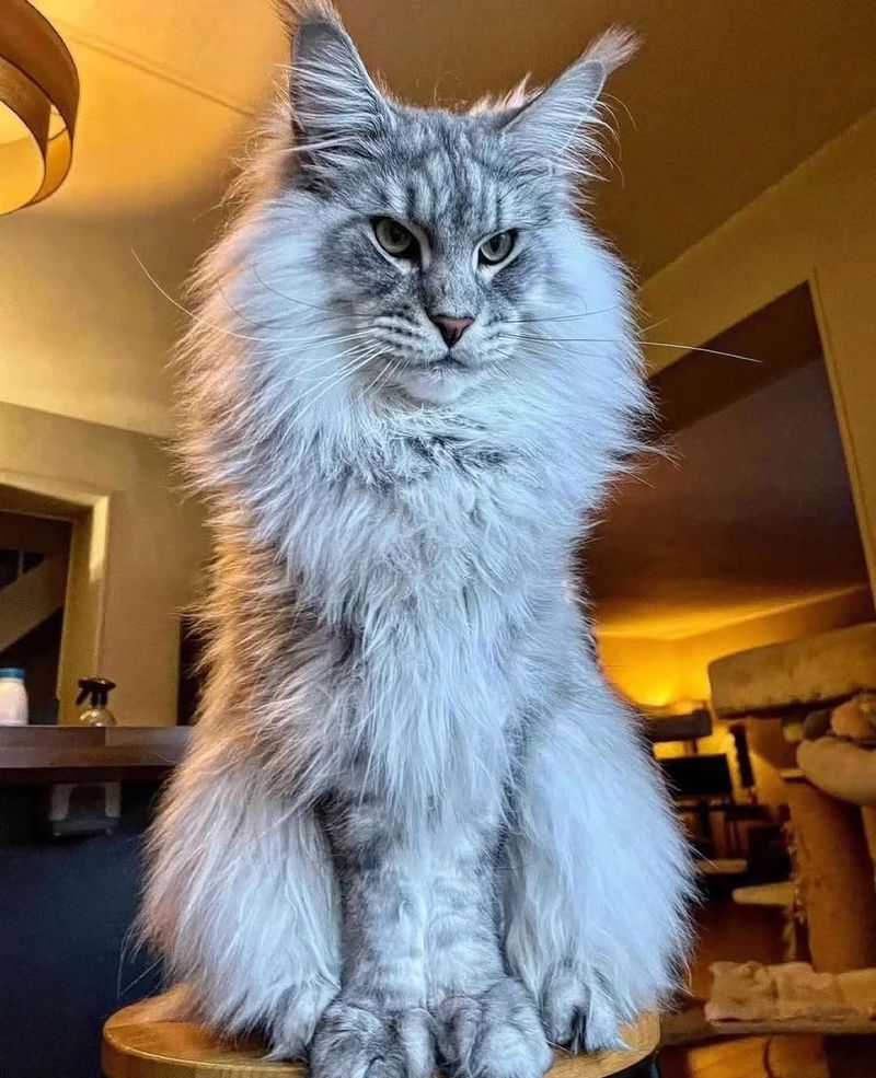 Maine Coon