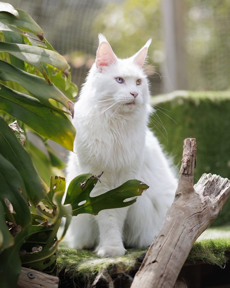 Maine Coon