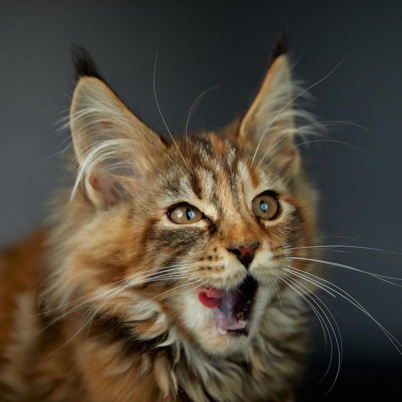 Maine Coon