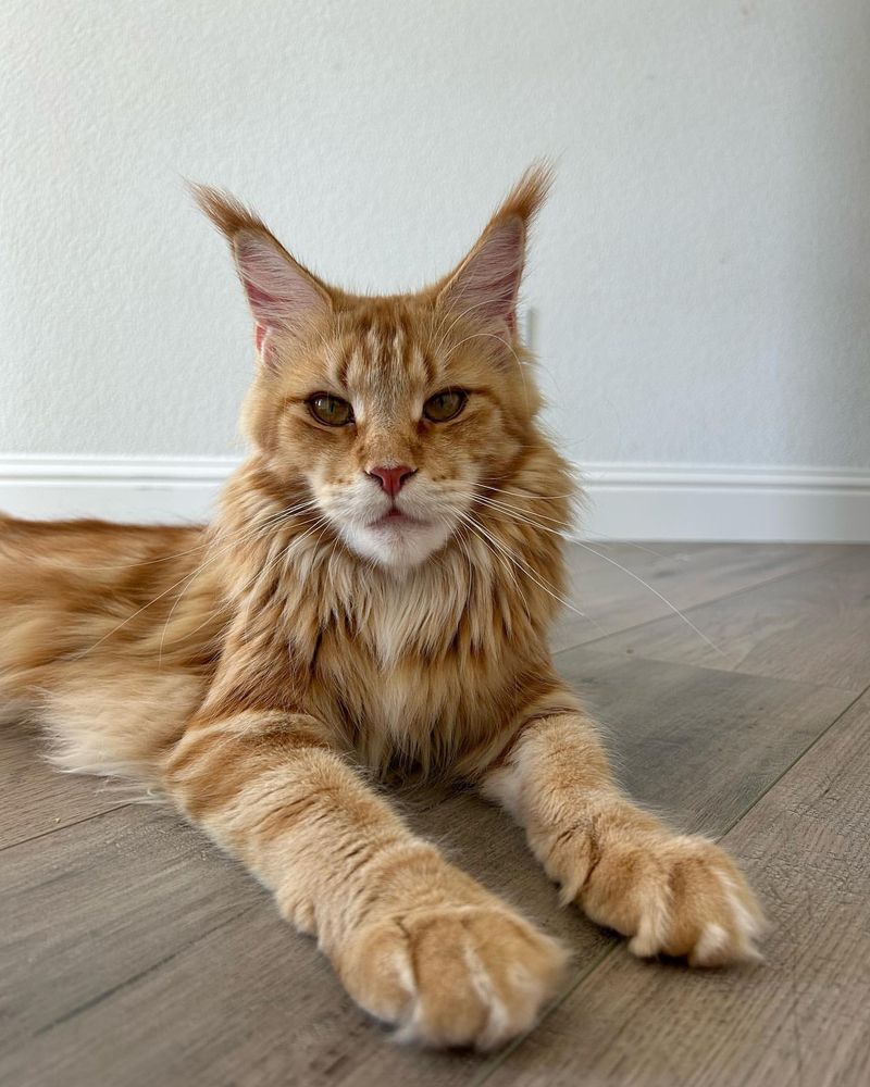 Maine Coon