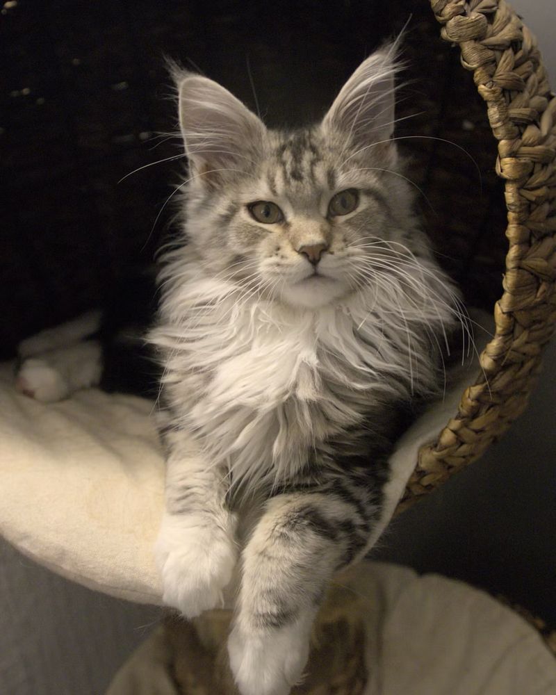 Maine Coon