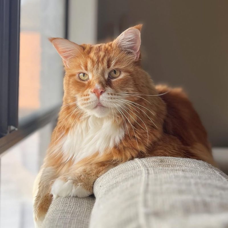 Maine Coon Cat (Maine)