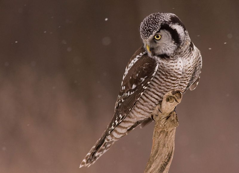 Maine - Northern Hawk Owl