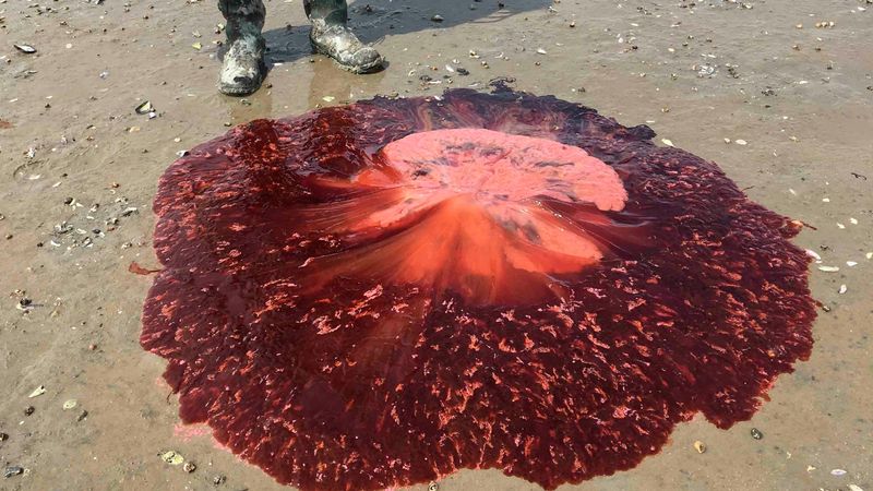 Maine - The Giant Lion's Mane Jellyfish