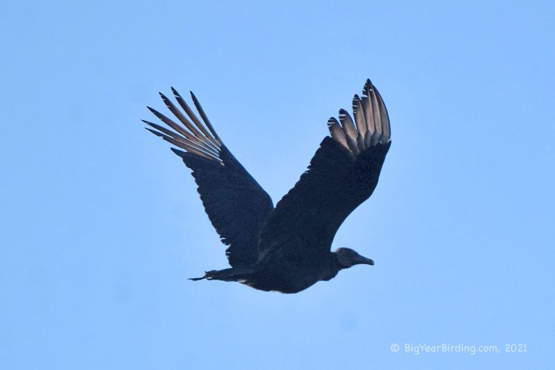 Maine - Turkey Vulture