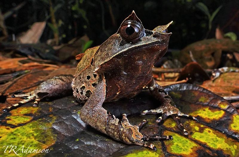 Malayan Horned Frog