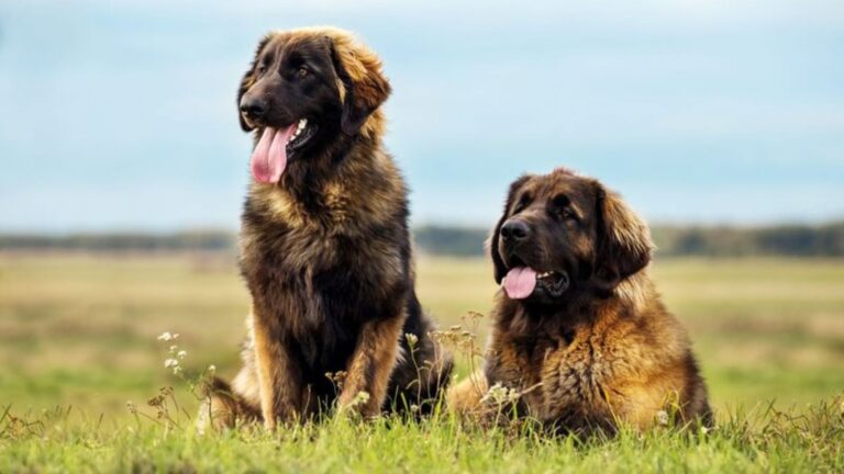 Male Vs. Female Leonberger 6 Key Traits That Set Them Apart