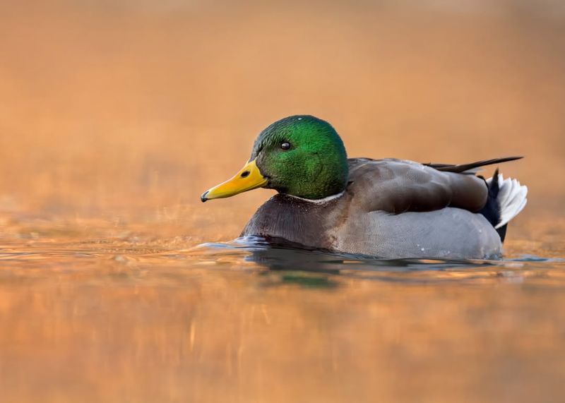 Mallard Duck