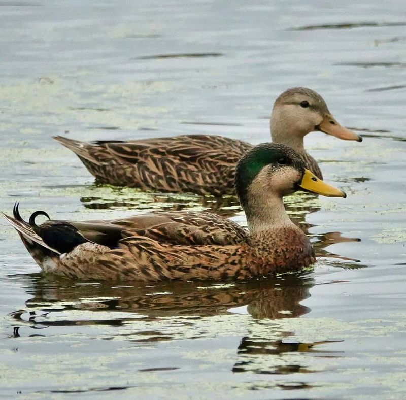 Mallard Ducks