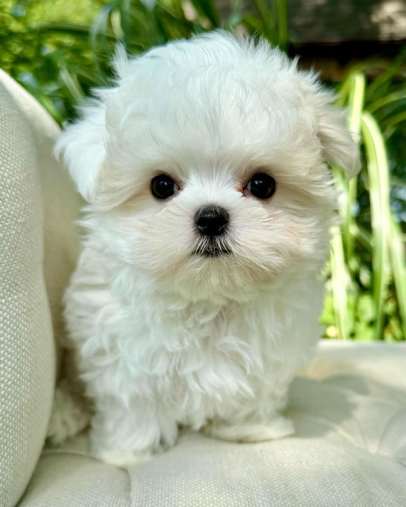 Maltese