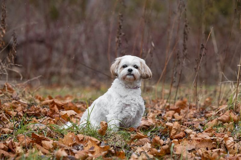 Maltese