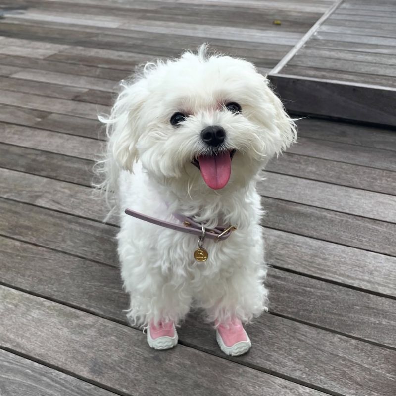 Maltese