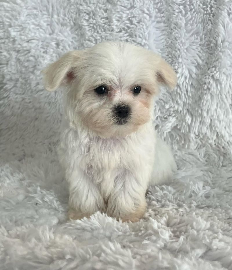 Maltese Puppy