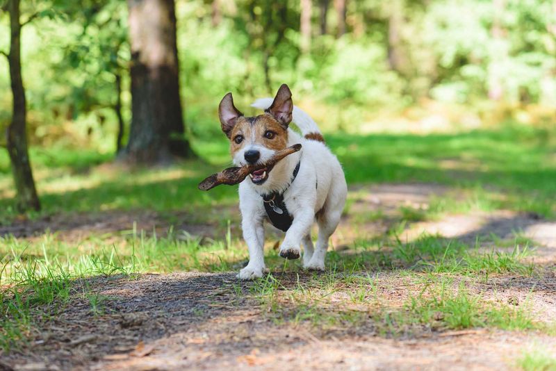 Managing Off-Leash Time