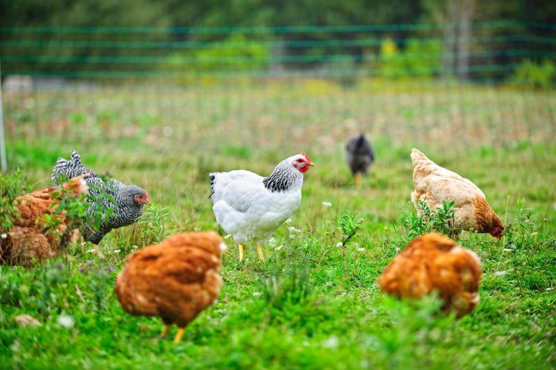 Managing Space and Free Range