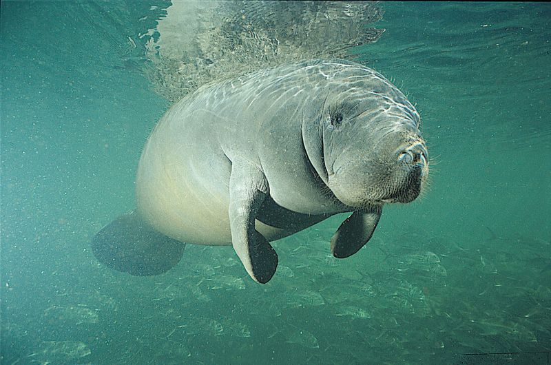 Manatee