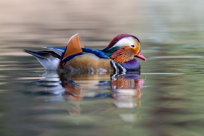 Mandarin Duck