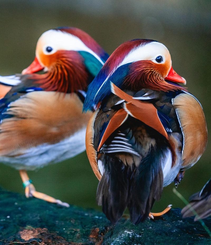 Mandarin Ducks