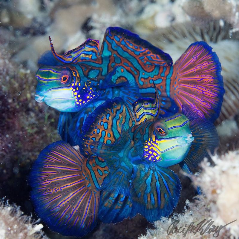 Mandarin Fish