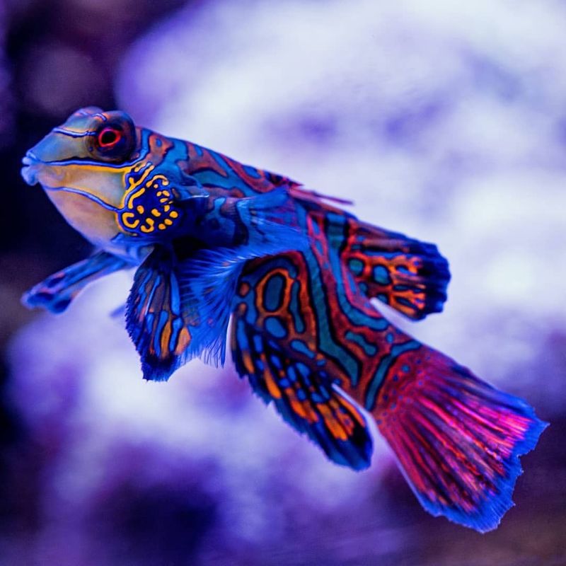 Mandarinfish