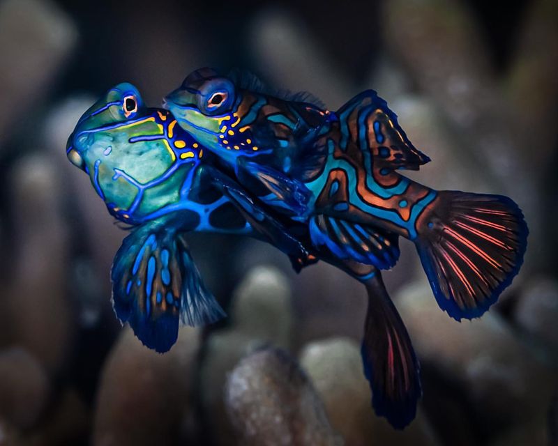 Mandarinfish