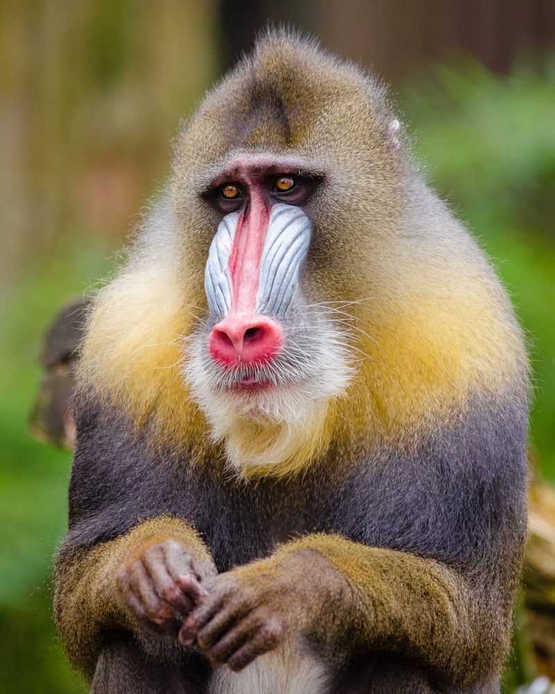 Mandrill