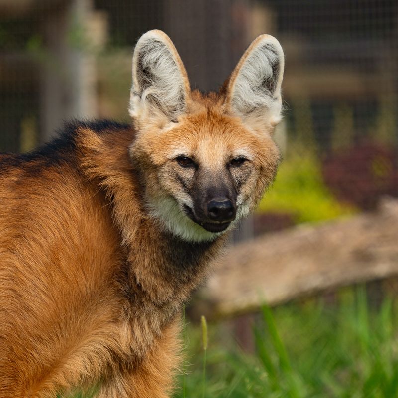 Maned Wolf