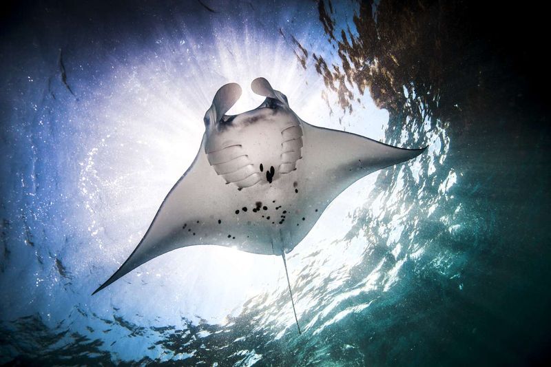 Manta Ray