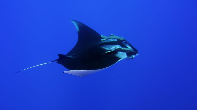 Manta Ray