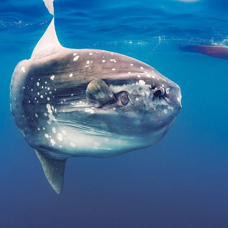 Ocean Sunfish (Mola Mola)