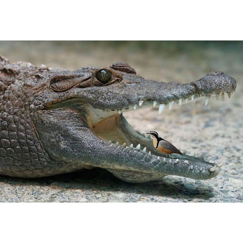 Plover Bird And Crocodile