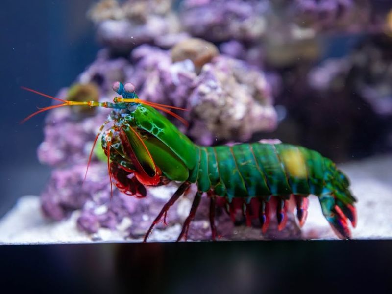 Mantis Shrimp